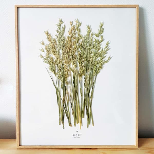 Herbier Avoine Byzantine #MUSIQUE 40 x 50 cm - Herbier encadré PARIS