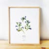 Herbier Lobelia Érine #RESPECT 24 x 30 cm - Herbier fleurs PARIS