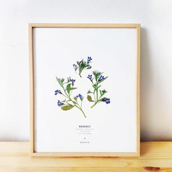 Herbier Lobelia Érine #RESPECT 24 x 30 cm - Herbier fleurs PARIS