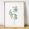 Herbier Lobelia Érine #RESPECT 30 x 40 cm - Herbier encadré PARIS