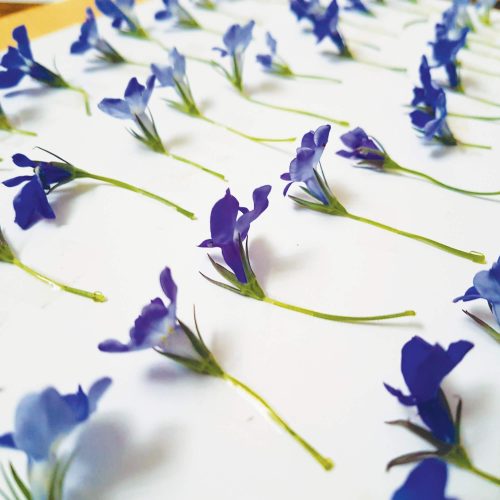 Herbier Lobelia Érine #RESPECT 24 x 30 cm - Herbier fleurs PARIS Herbier Lobelia Érine #RESPECT 24 x 30 cm - Herbier fleurs PARIS