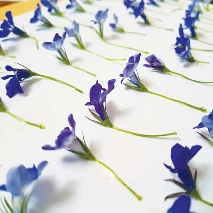 Herbier Lobelia Érine #RESPECT 24 x 30 cm - Herbier fleurs PARIS