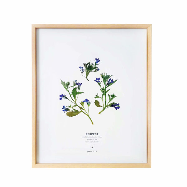 Herbier Lobelia Érine #RESPECT 24 x 30 cm - Herbier fleurs PARIS