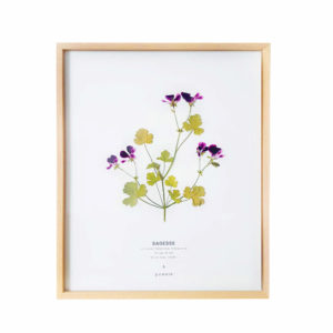 Herbier Géranium Pélargonium 24 x 30 cm - Herbier fleurs PARIS