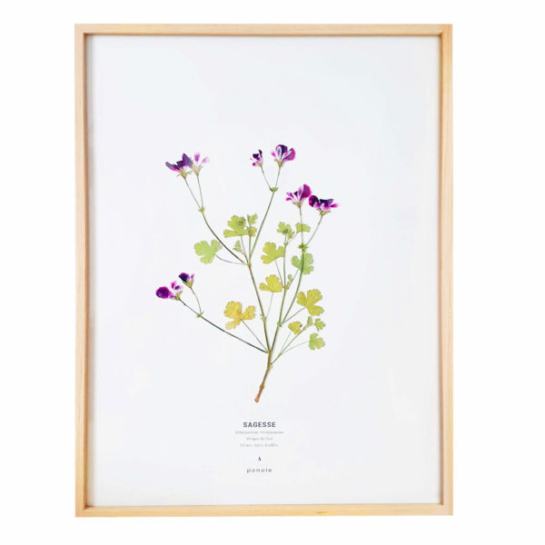 Herbier Géranium Pélargonium 30 x 40 cm