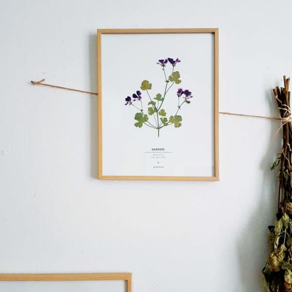 Herbier Géranium Pélargonium 24 x 30 cm - Herbier fleurs PARIS