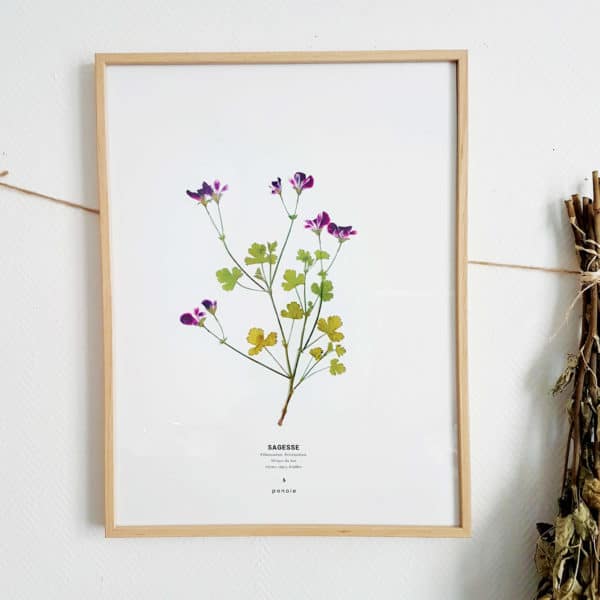 Herbier Géranium Pélargonium 30 x 40 cm