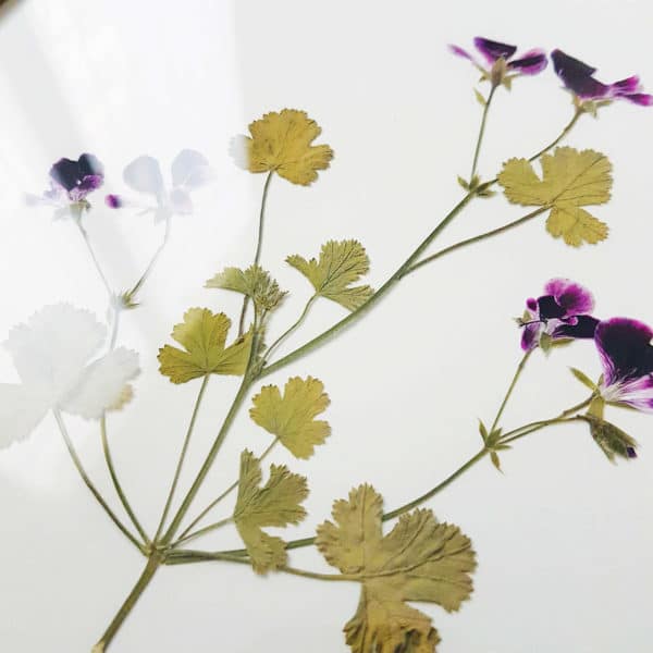 Herbier Géranium Pélargonium 24 x 30 cm - Herbier fleurs PARIS