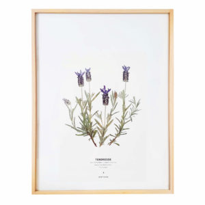 Herbier Lavande Papillon 30 x 40 cm - Herbier fleuri PARIS