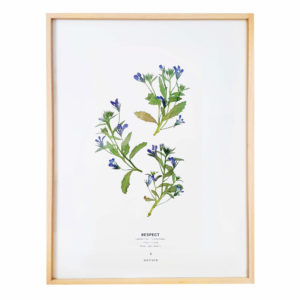 Herbier Lobelia Érine #RESPECT 30 x 40 cm - Herbier encadré PARIS