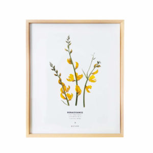 Herbier GENÊT #RENAISSANCE 24 x 30 cm - Herbier fleurs PARIS