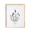 Herbier Lavande Papillon 24 x 30 cm - Herbier fleuri PARIS