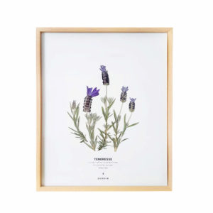 Herbier Lavande Papillon 24 x 30 cm - Herbier fleuri PARIS