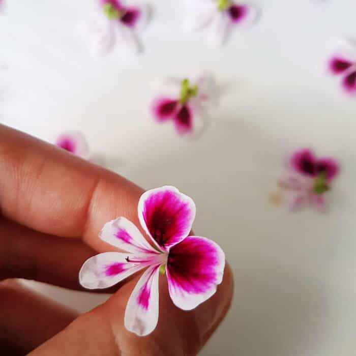 Atelier Presse à fleurs Ponoie - Atelier DIY Paris - Atelier Fleurs séchées