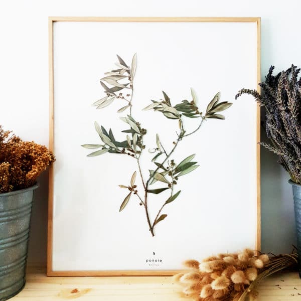 Herbier Branche d'olivier #PAIX 40 x 50 cm - Herbier botanique PARIS