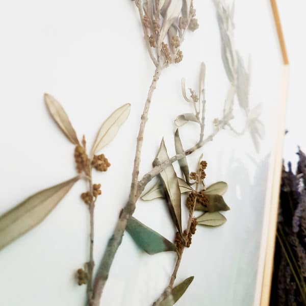Herbier Branche d'olivier #PAIX 40 x 50 cm - Herbier botanique PARIS