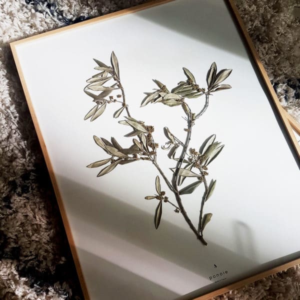 Herbier Branche d'olivier #PAIX 40 x 50 cm - Herbier botanique PARIS