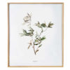 Herbier Branche d'olivier #PAIX 40 x 50 cm - Herbier botanique PARIS