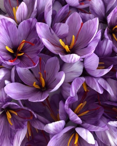 Crocus (1)