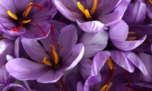 Crocus (1)