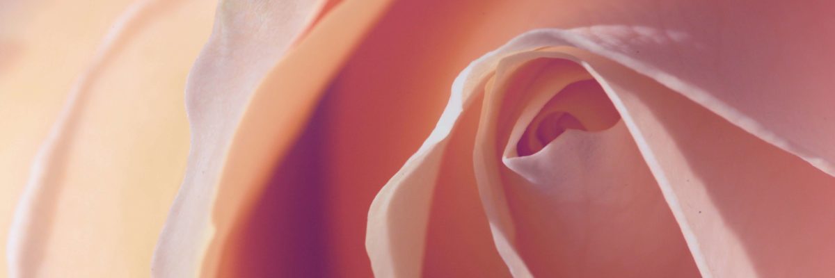 ROSE DE DAMAS / quelle fleurs séchées dans les bougies ROSE DE DAMAS / quelle fleurs séchées dans les bougies