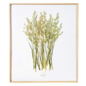 Herbier Avoine Byzantine #MUSIQUE 40 x 50 cm - Herbier encadré PARIS