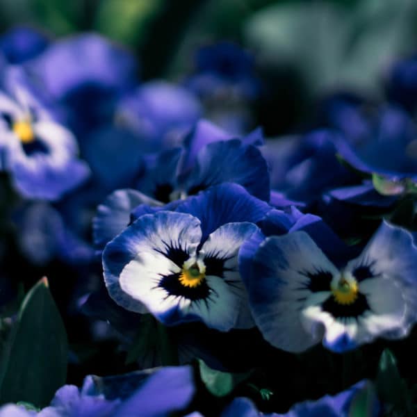 Bague fleurie JANA - Pensées bleu clair - Bague acier inoxydable fleurs