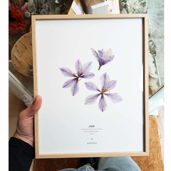 Herbier Crocus #JOIE 24 x 30 cm - Herbier botanique fleurs séchées