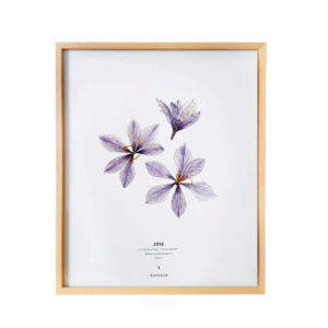 Herbier Crocus #JOIE 24 x 30 cm - Herbier botanique fleurs séchées