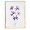 Herbier Crocus #JOIE 30 x 40 cm - Herbier botanique fleurs séchées