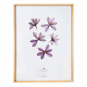 Herbier Crocus #JOIE 30 x 40 cm - Herbier botanique fleurs séchées