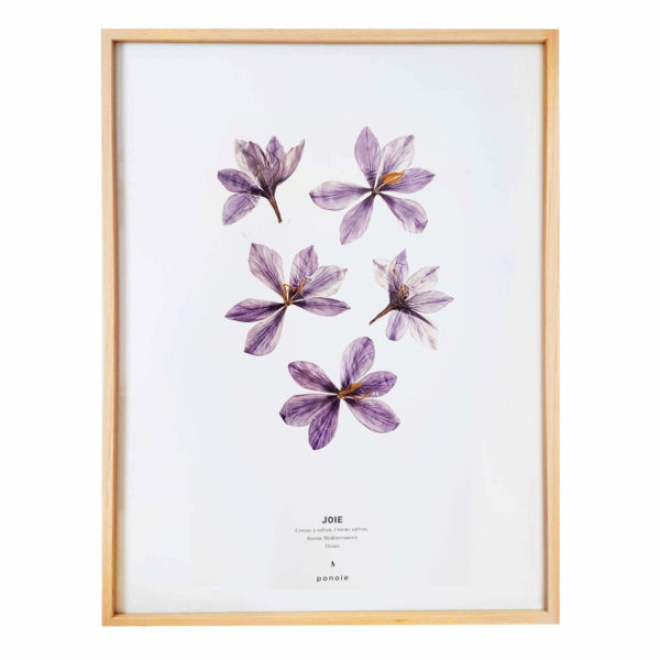 Herbier Crocus #JOIE 30 x 40 cm - Herbier botanique fleurs séchées