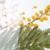 Herbier Mimosa #ÉNERGIE FÉMININE 30 x 40 cm - Herbier fleuri symbole