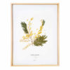 Herbier Mimosa #ÉNERGIE FÉMININE 30 x 40 cm - Herbier fleuri symbole