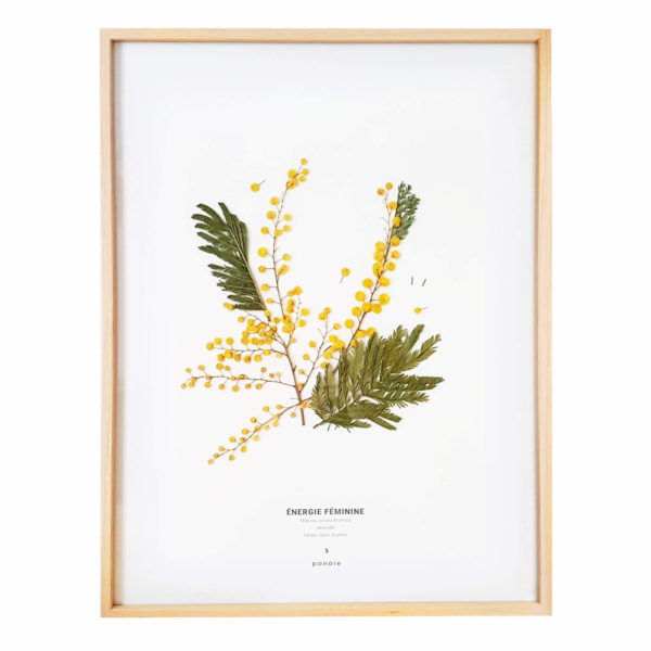 Herbier Mimosa #ÉNERGIE FÉMININE 30 x 40 cm - Herbier fleuri symbole