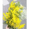 Herbier Mimosa #ÉNERGIE FÉMININE 30 x 40 cm - Herbier fleuri symbole