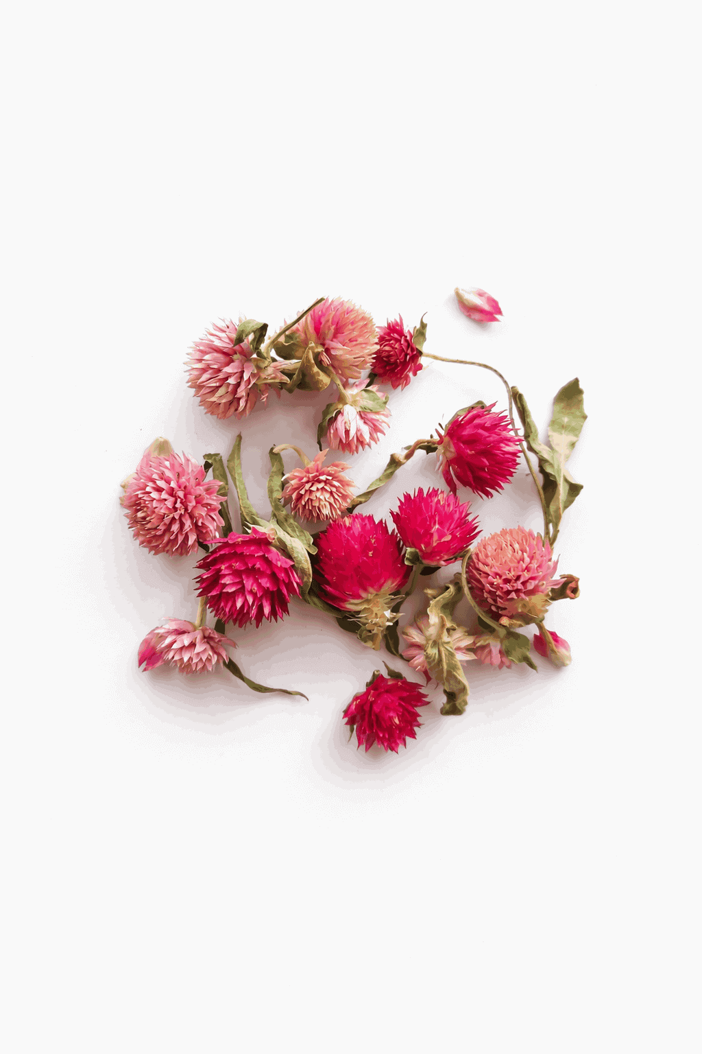 vrac-gomphrena-rose (1)