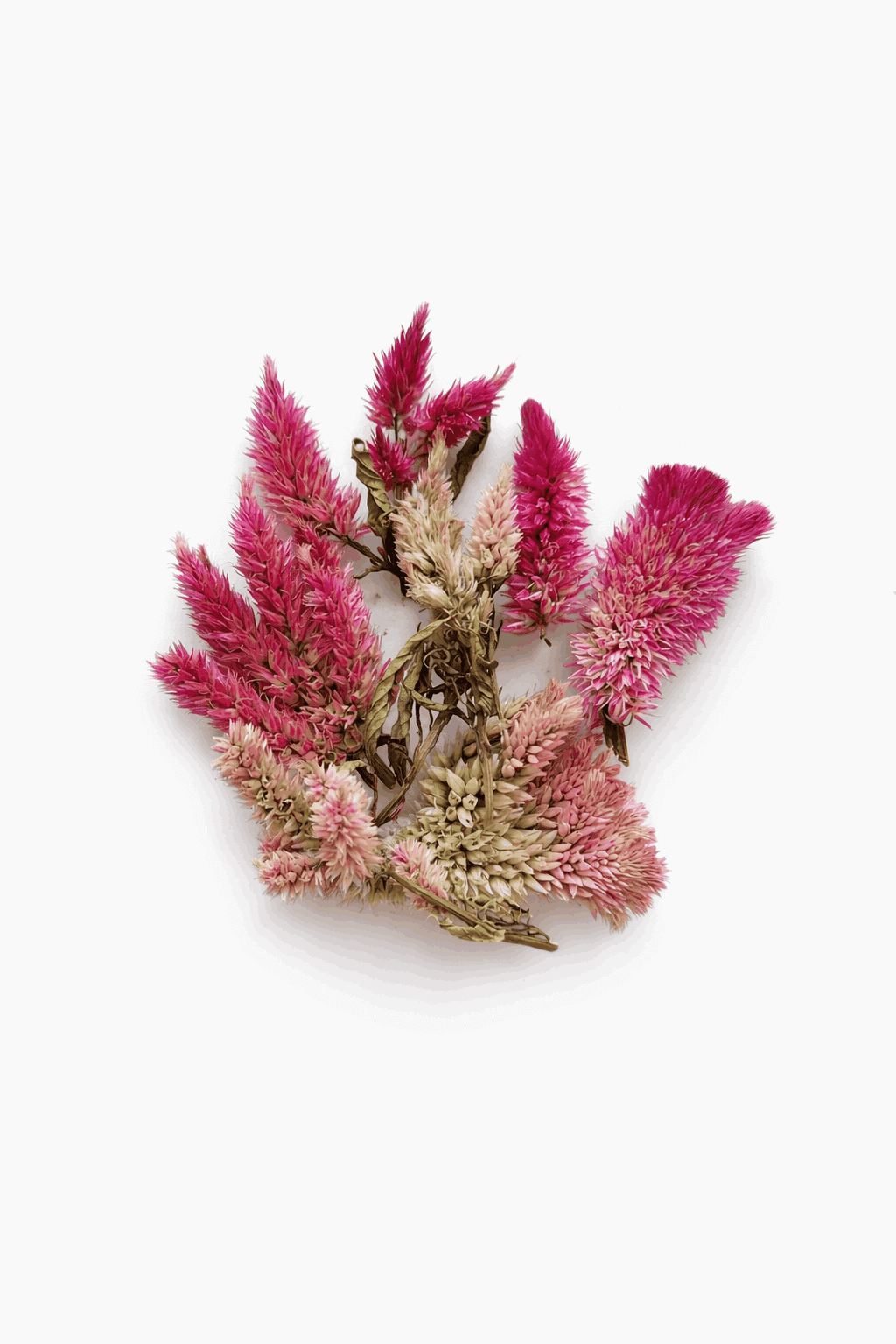 vrac-celosie-flamingo-mix