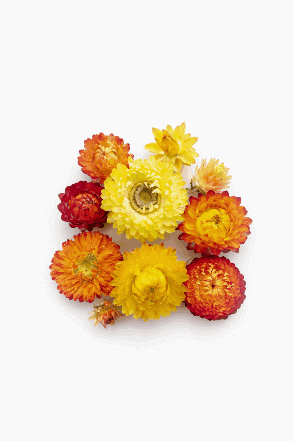 vrac-immortelle-orange