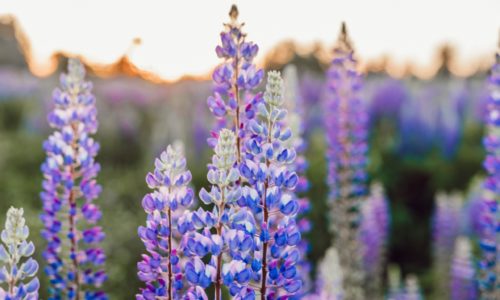 liana-mikah-uUpa50-5Y2U-unsplash liana-mikah-uUpa50-5Y2U-unsplash