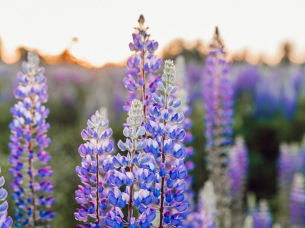 liana-mikah-uUpa50-5Y2U-unsplash liana-mikah-uUpa50-5Y2U-unsplash
