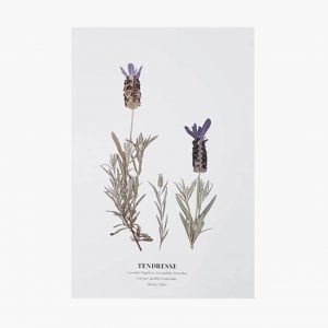 Carte postale Lavande Papillon #Tendresse - 10 X 15 cm