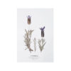 Carte postale Lavande Papillon Tendresse - Carte postale fleurie PARIS