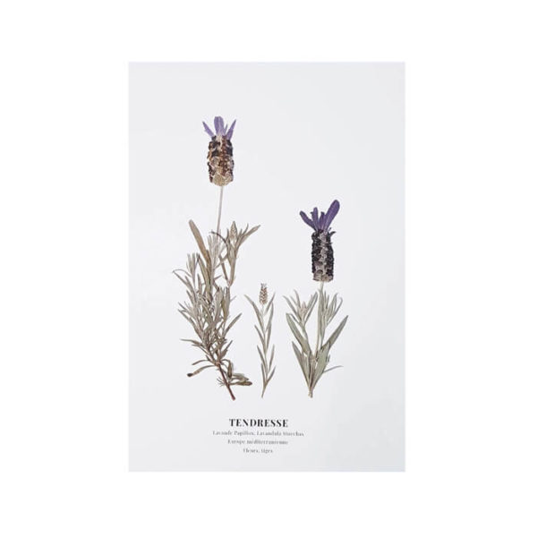 Carte postale Lavande Papillon Tendresse - Carte postale fleurie PARIS