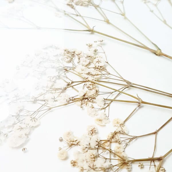 Herbier Gypsophile #BONHEUR 40 x 50 cm - Herbier botanique PARIS