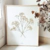 Herbier Gypsophile #BONHEUR 40 x 50 cm - Herbier botanique PARIS