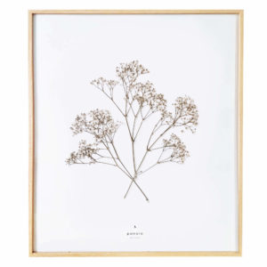 Herbier Branche d'olivier #PAIX 40 x 50 cm - Herbier botanique PARIS