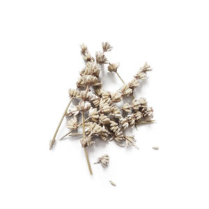 Lavande - Réalisez vos bougie DIY - Fleurs de lavande pour bougie