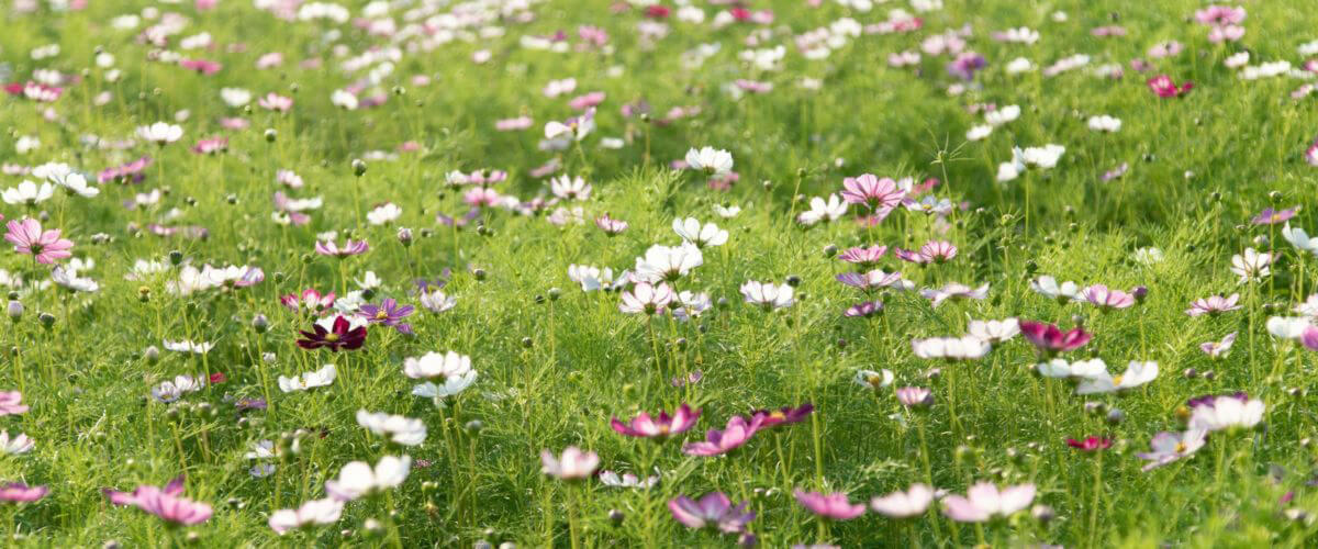 AUTOCUEILLETTE À LA FERME FLORALE PONOIE AUTOCUEILLETTE À LA FERME FLORALE PONOIE
