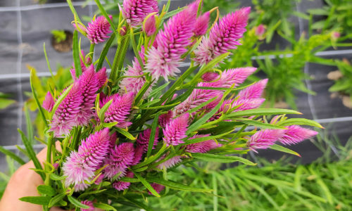 fleurs-1-7 fleurs-1-7